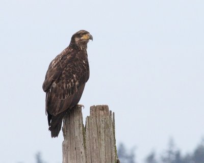 3-4-07 eagle2548 -2 ttl.jpg
