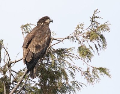 3-4-07 eagle 2622 ttl.jpg