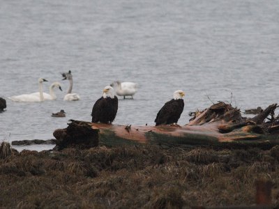 3-4-07 eagle pair on log ttl.JPG
