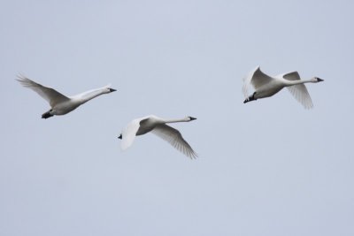 3-4-07 swan trio 2459 ttl.jpg