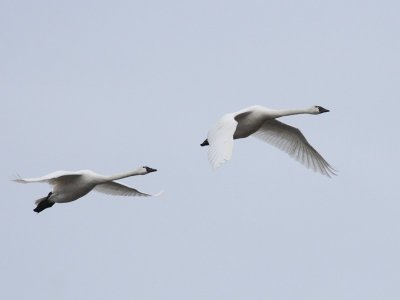 3-4-07 swan pair 2458 ttl.jpg