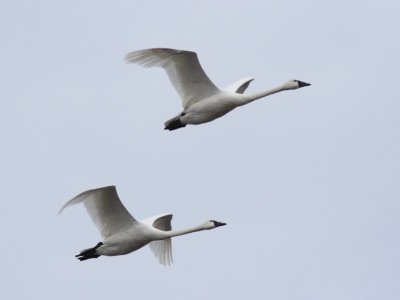 3-4-07 swan pair 2461 ttl.jpg