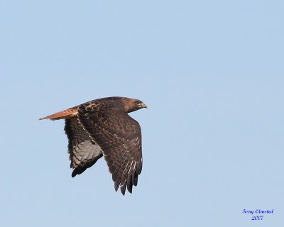 3-6-07 Red Tail 2910 ttl.jpg