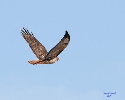 3-6-07 Red Tail 2912 ttl.jpg
