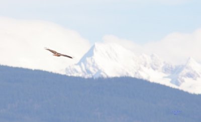 3-6-07 Red Tail cascades 2901 ttl.jpg
