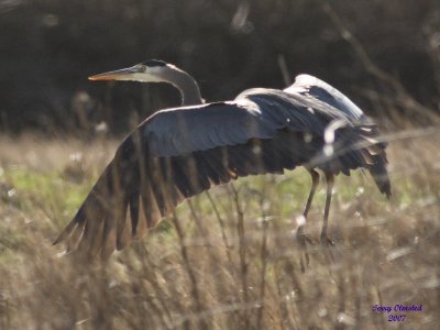 3-6-07 Heron close 2791 ttl.jpg
