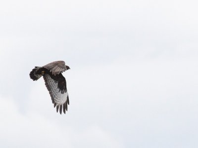 3-12-07 harrier 3064 ttl.jpg