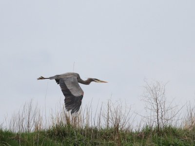 3-12-07 Heron 3087 ttl.jpg