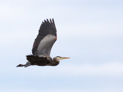 3-12-07 Heron 3091 ttl.jpg