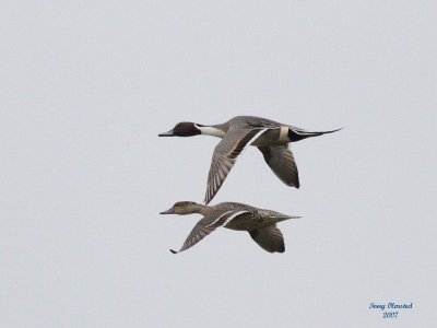 3-12-07 pintail 3122 reduced.jpg