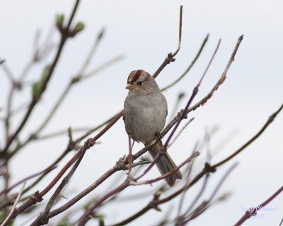 3-12-07 white-crowned sparrow im 3119 ttl.jpg