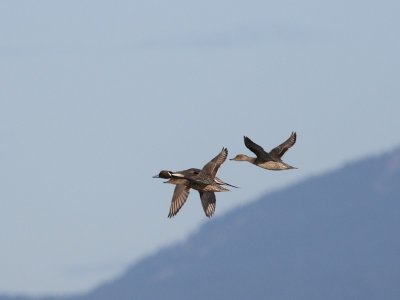 3-14-07 Pintail trio 3445 ttl.jpg