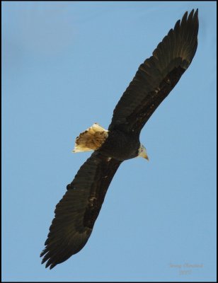 03-14-07 Eagle edited.jpg
