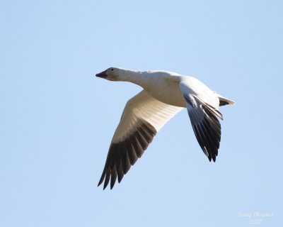 03-14-07 Snow Goose 3562 ttl.jpg