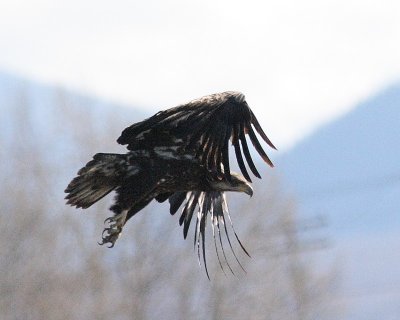 03-14-07 eagle w90 3487 ttl.jpg