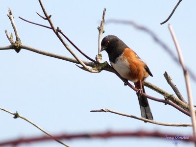 3-6-07 rufus sided towhee 2969 ttl.jpg