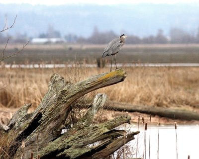 3-12-07 Herron 3211 ttl.jpg