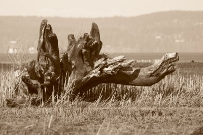 3-21-07 driftwood crop2b bw 4030 ttl.jpg