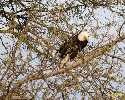 Eagle in branches 3895 ttl.jpg