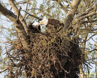 eagles building nest 3916 ttl.jpg