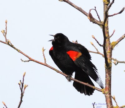 3-21-07 redwing blackbird 4046 ttl.jpg