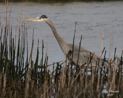 3-21-07 Heron 3955 ttl.jpg