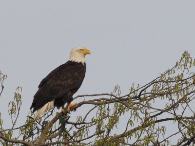 3-26-07 eagle 4285 ttl.jpg