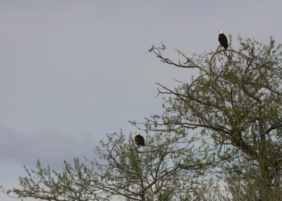 3-26-07 Eagles on watch 4443 ttl.jpg