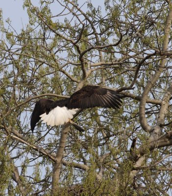 3-26-07 eagle_4305 ttl.jpg