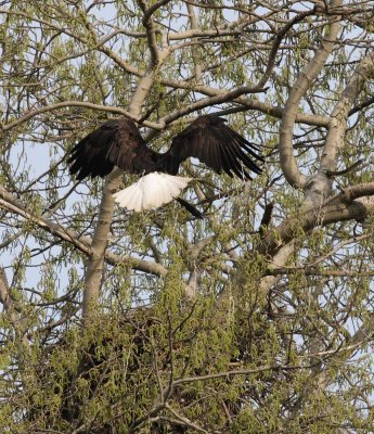 3-26-07 eagle_4307 ttl.jpg