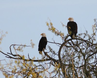 3-26-2007 eagles tree 4152 ttl.jpg