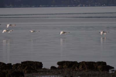 3-27-07 low flying swans 4256r.jpg