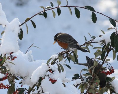 3-01-07  Robin on Cotoneaster with snow ttl.jpg