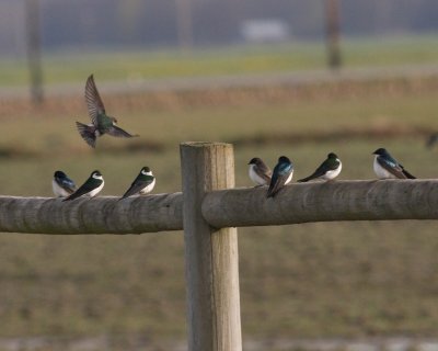 3-26-07 tree and violet green swallows 4312 r.jpg