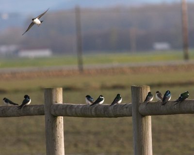 3-26-07 tree and violet green swallows 4316 r.jpg