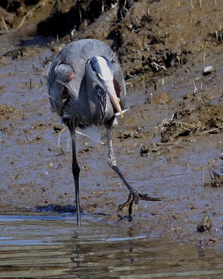 4-03-07 Heron fishing w fish 5000 crop r.JPG