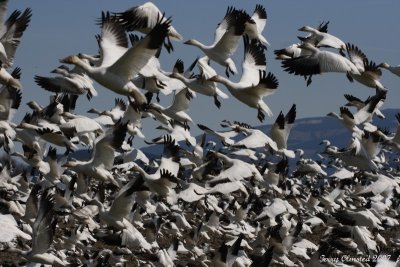 4-03-07 snowgeese flyoff 2 4928 ttl.jpg