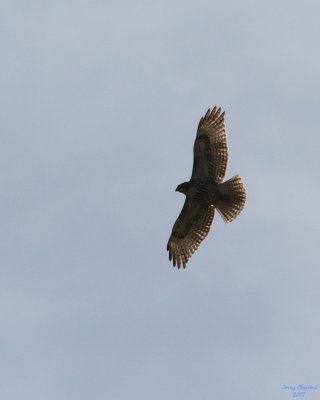 4-03-07 Harrier soaring 4982 r.JPG