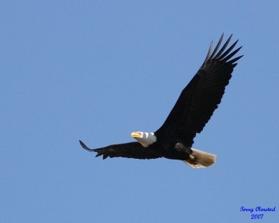 4-03-07 eagle soaring_4797 ttl.jpg