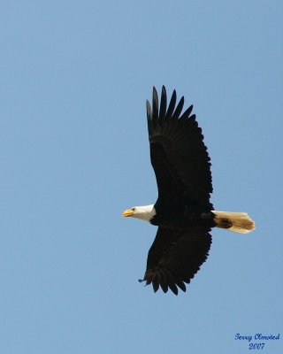 4-03-07 eagle soaring_4802 ttl.JPG