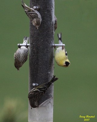 4-5-07 Easter Goldfinch eating 5015.JPG