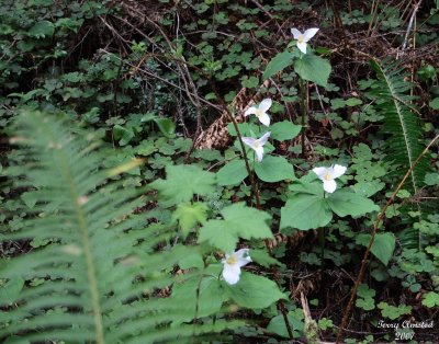 4-13-07 Trilliums old growth redwood forest 5287 r.jpg