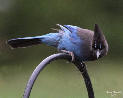 3-31-07 stellars jay_4544  ed1 r.jpg