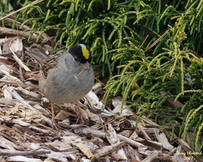 4-28-07 golden crowned sparrow 5654 c1 r.jpg