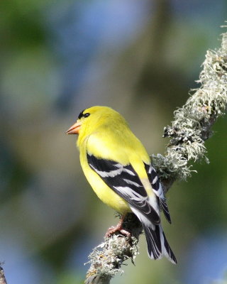 4-30-07 Goldfinch Wylie_5724 c2.JPG