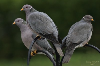 5-2-07band-tailed pigeon 5856 c1ed r.jpg