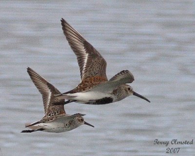 5-07-07 dunlins detail 6008 c1.jpg