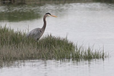 5-07-07 heron 5975 c1r.JPG