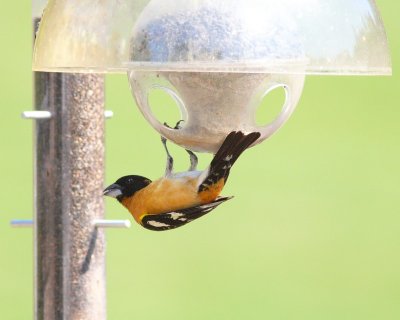 5-09-07 acrobatic grosbeak 6124r.jpg