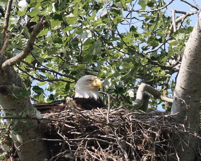 5-11-07 Martha tending brood 6379c2.jpg